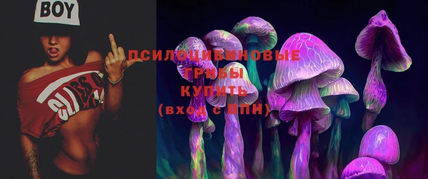 крисы Бородино